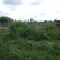 Knotweed Job