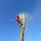 Tree Dismantling