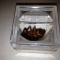 Cockroach anyone?!
