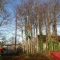 Trees to be removed