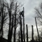 A few trees are down....