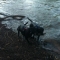 lUCY AND jACOB PLAYING FETCH IN THE RIVER TEME