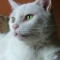 Willum