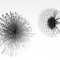 Dandelions