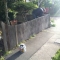 Fence Front