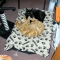 Pets we currently care for