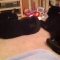 Pets we currently care for