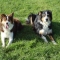 Pets we currently care for