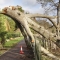 Tree Risk Assessment