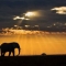 After the Rain on the Masai Mara