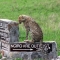 A Cheetah on a signpost in the Masia Mara