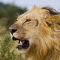 Black-maned Lion