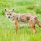 A rare Golden Jackal