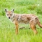 A rare Golden Jackal