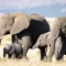 Elephant Family in Ngorongoro Crater