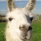 Llama