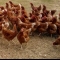 Chickens