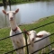 Goats