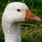 Goose