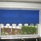 Roller Blind with scalloped edge