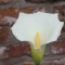 White Flower