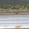 blocked gutters can cause your gutters to sag and pull away from the building, they can also cause d