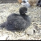 Silkie Hen