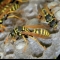 wasps