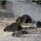 rodents