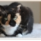 Petability