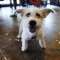 Petability