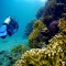 Diving Holidays