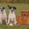Group Pic