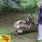 Dog training in Alexandra Park, Hastings