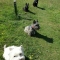 Dog training - the "Wait" command
