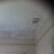 Black mould seen in a flat