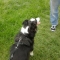 Dog Walking