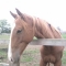 Horse Care