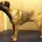 Border Terrier Handstrip