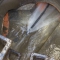 High pressure drain jetting