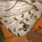 Wasp Nest Removal Glasgow