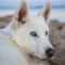 Pet Photography