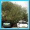 SLP Vegetation Solutions