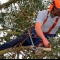 tree fell