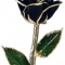 Black Gold Trimmed Rose