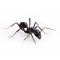Black Ants
