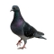 Feral Pigeons