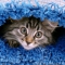 Pet stains and odours treated