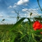 business-advertising-kent
