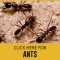 Pest Control Bolton